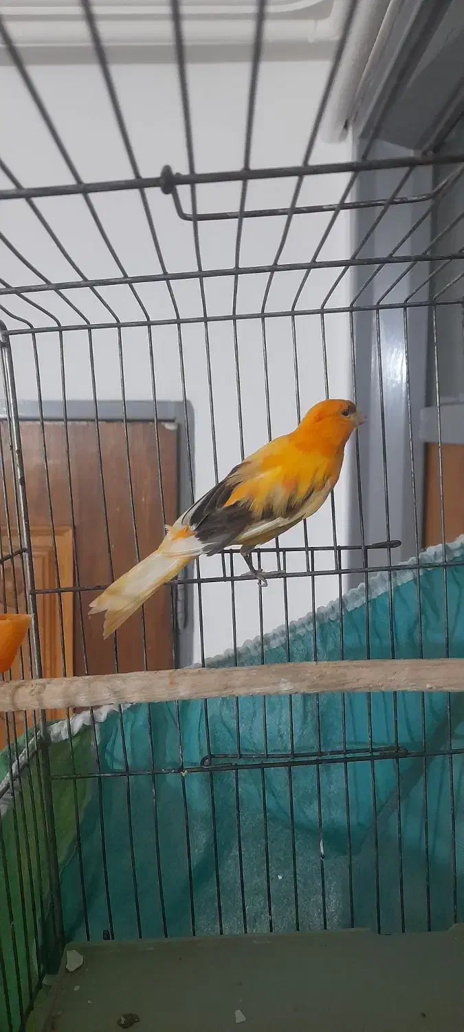 قناری مست معاوضه با قناری تک رنگ|پرنده|ازنا, |دیوار