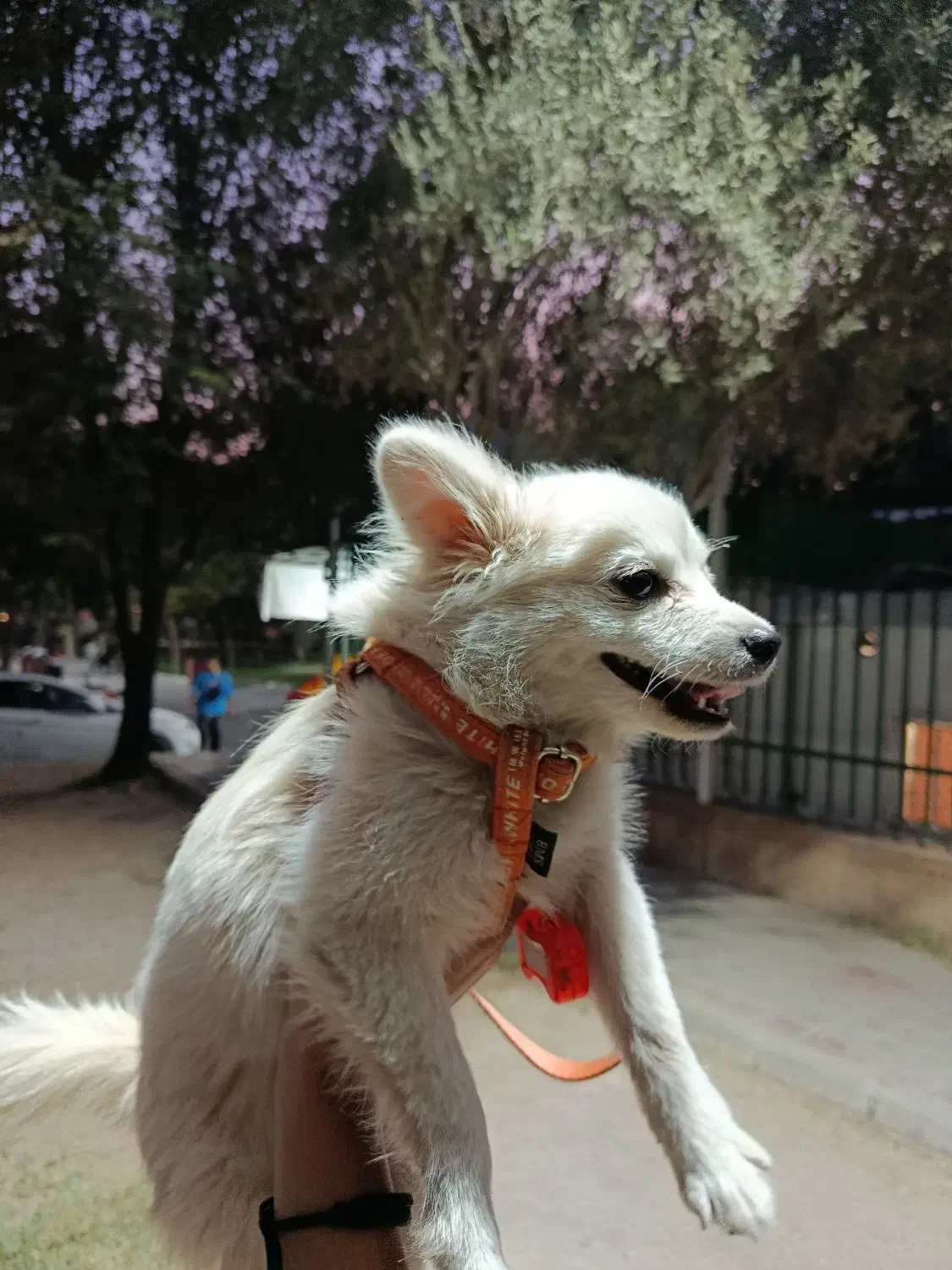 سگ خیلی با تربیت حرف گوش کن بازی گوشی|سگ|ری, اقدسیه|دیوار