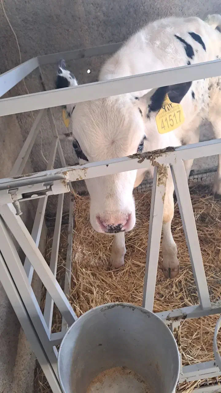 فروش مستقیم گوساله قطع شیر و شیرخوار هولشتاین|حیوانات مزرعه|خرمدره, |دیوار