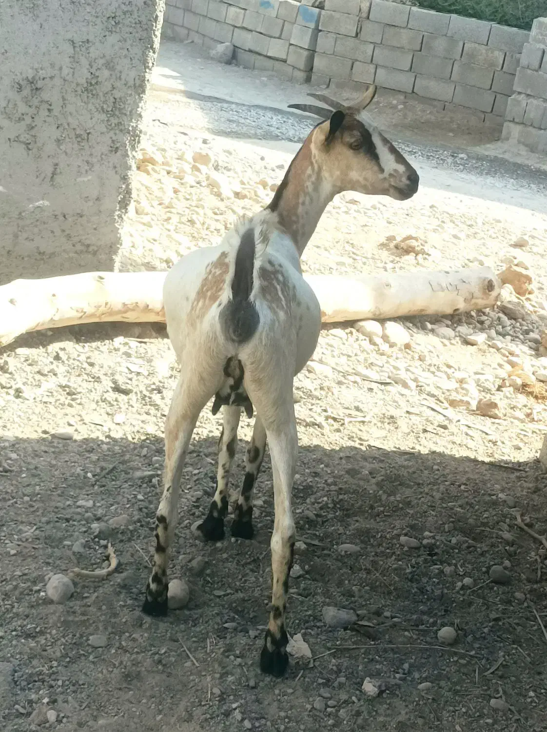 گیسه بربری آبستن ۳ ماه|حیوانات مزرعه|بندرعباس, |دیوار
