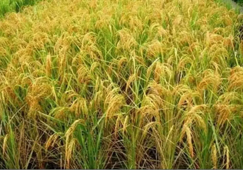 برنج دم سیاه|خوردنی و آشامیدنی|آزادشهر, |دیوار