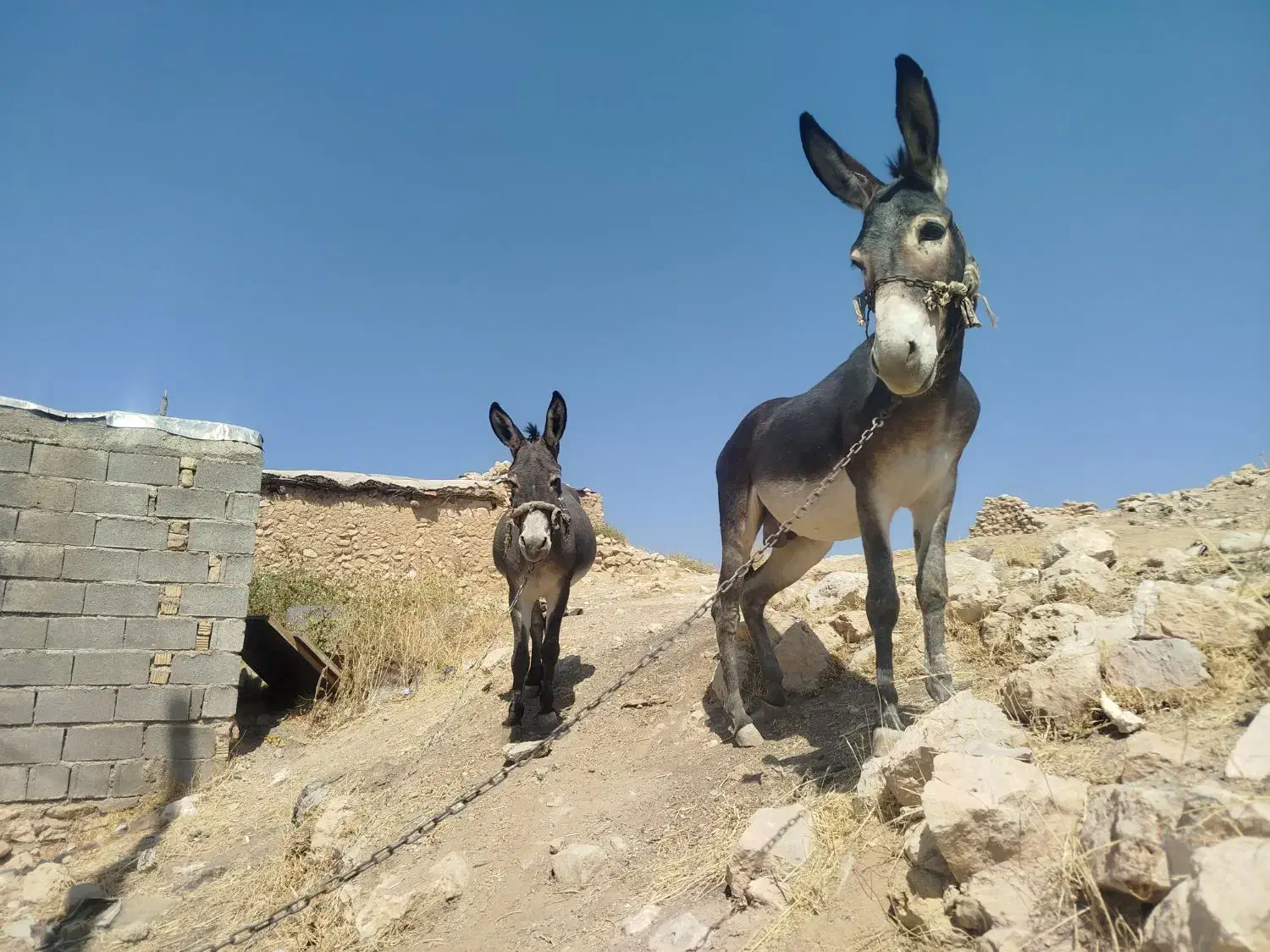 الاغ فروشی|حیوانات مزرعه|شیراز, سعدیه شمالی|دیوار