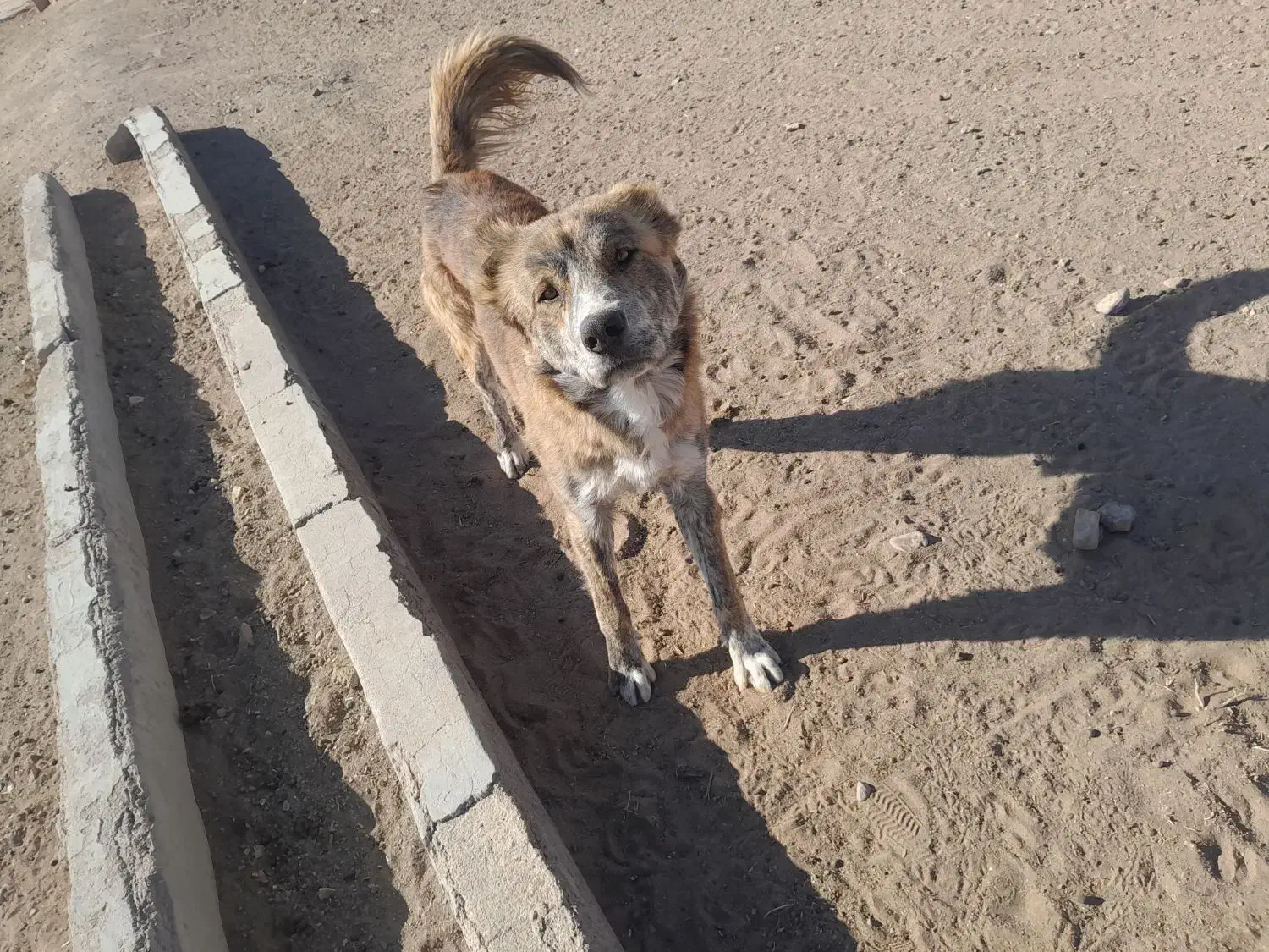 سگ فروشی|سگ|اسفراین, |دیوار