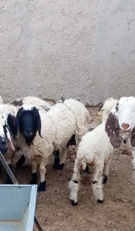 گوسفند ماده بره ماده خوب سرحال .کهره نر چاق مری|حیوانات مزرعه|صابری, |دیوار