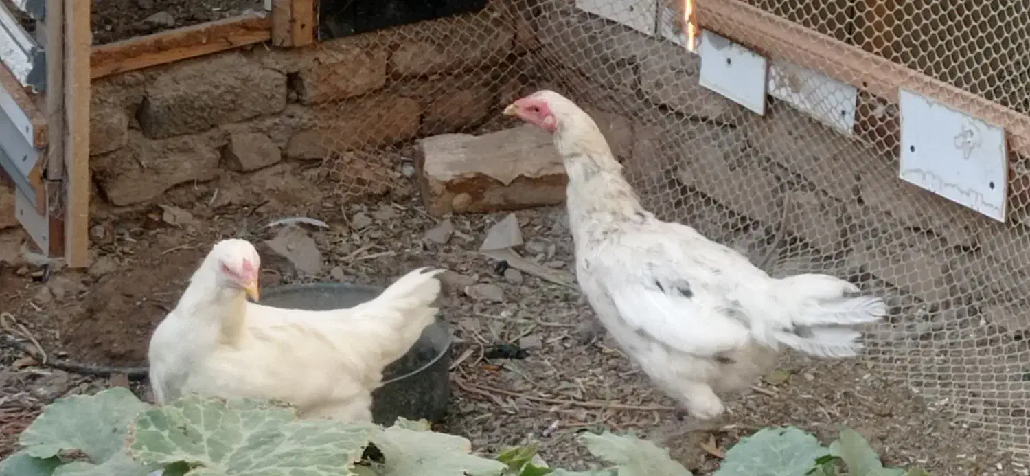 فروش مرغ لاری تخم گذار|حیوانات مزرعه|تربت‌حیدریه, منظر|دیوار