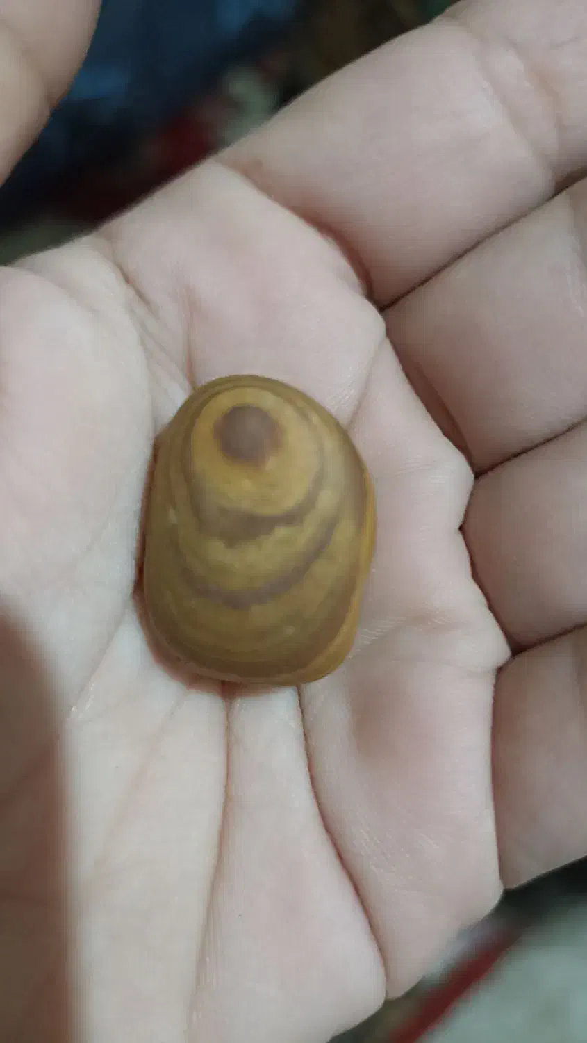 فروشی|کلکسیون اشیاء عتیقه|گنبد کاووس, |دیوار