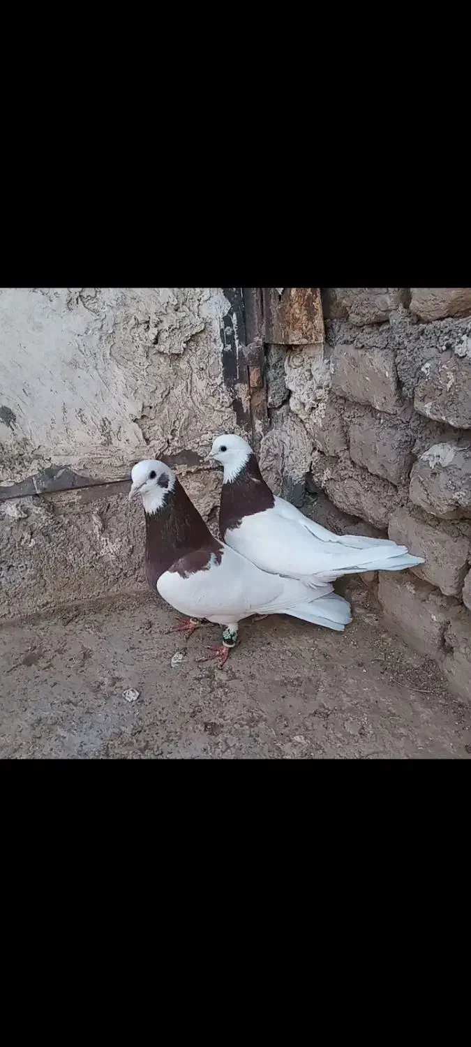 چندتا کفتر هوایی خاطرجمع.جوجه کشی خاطرجمع|پرنده|زاوه, |دیوار