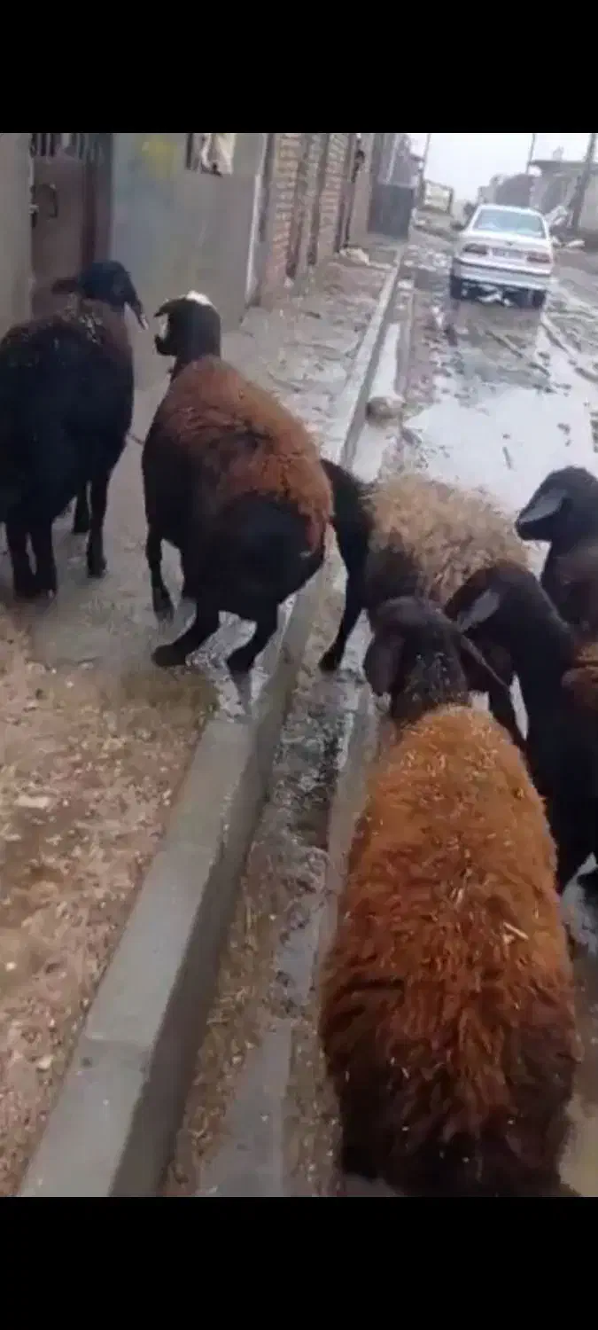 میش قزل افشار ابستن سنگین|حیوانات مزرعه|داران, |دیوار