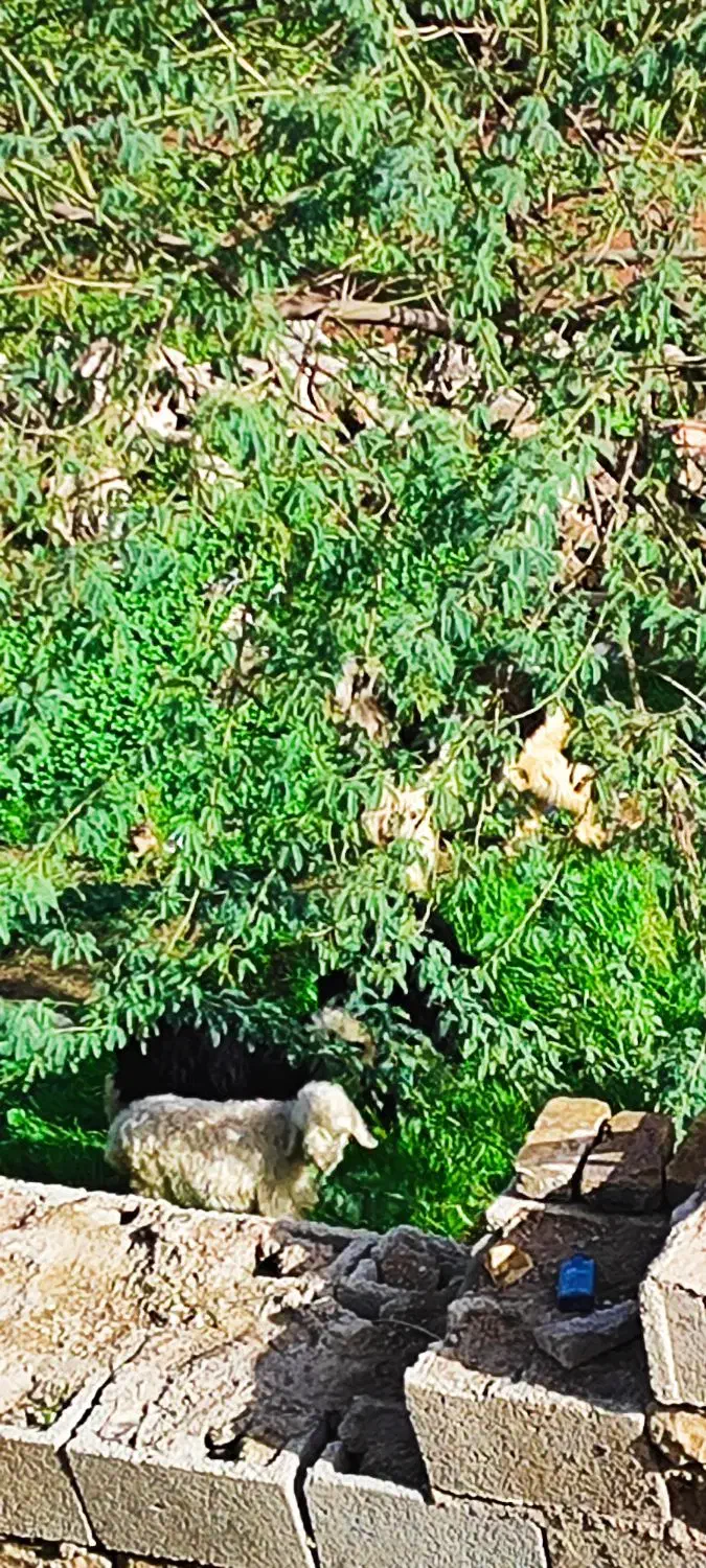 گوشت گوسفند|خدمات پذیرایی، مراسم|مسجد سلیمان, |دیوار