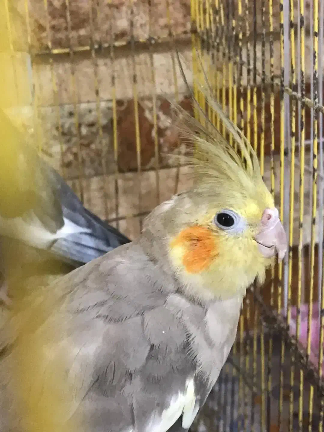 عروس هلندی|پرنده|کردکوی, |دیوار