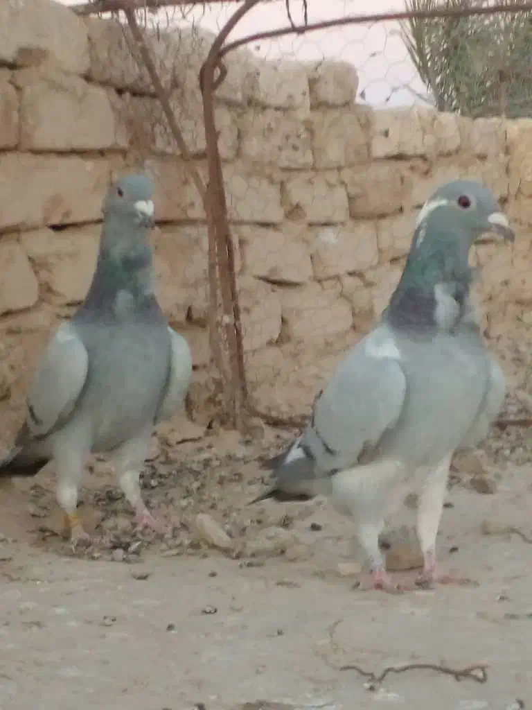 دو جفت مسافتی|پرنده|کرباسک, |دیوار