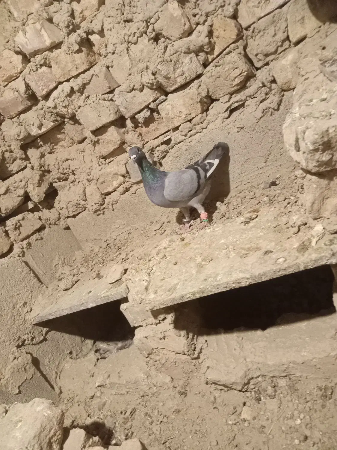 کبوتر نر|پرنده|کرباسک, |دیوار