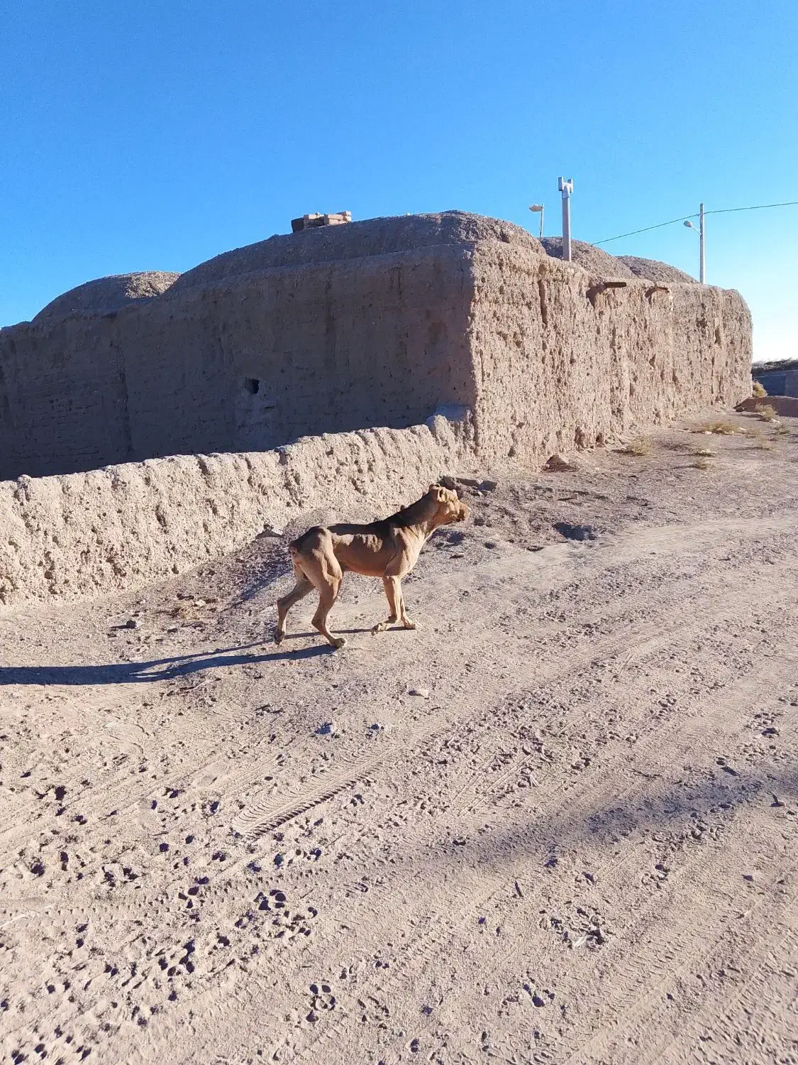 سگ گله جناور دیده|سگ|سرایان, |دیوار