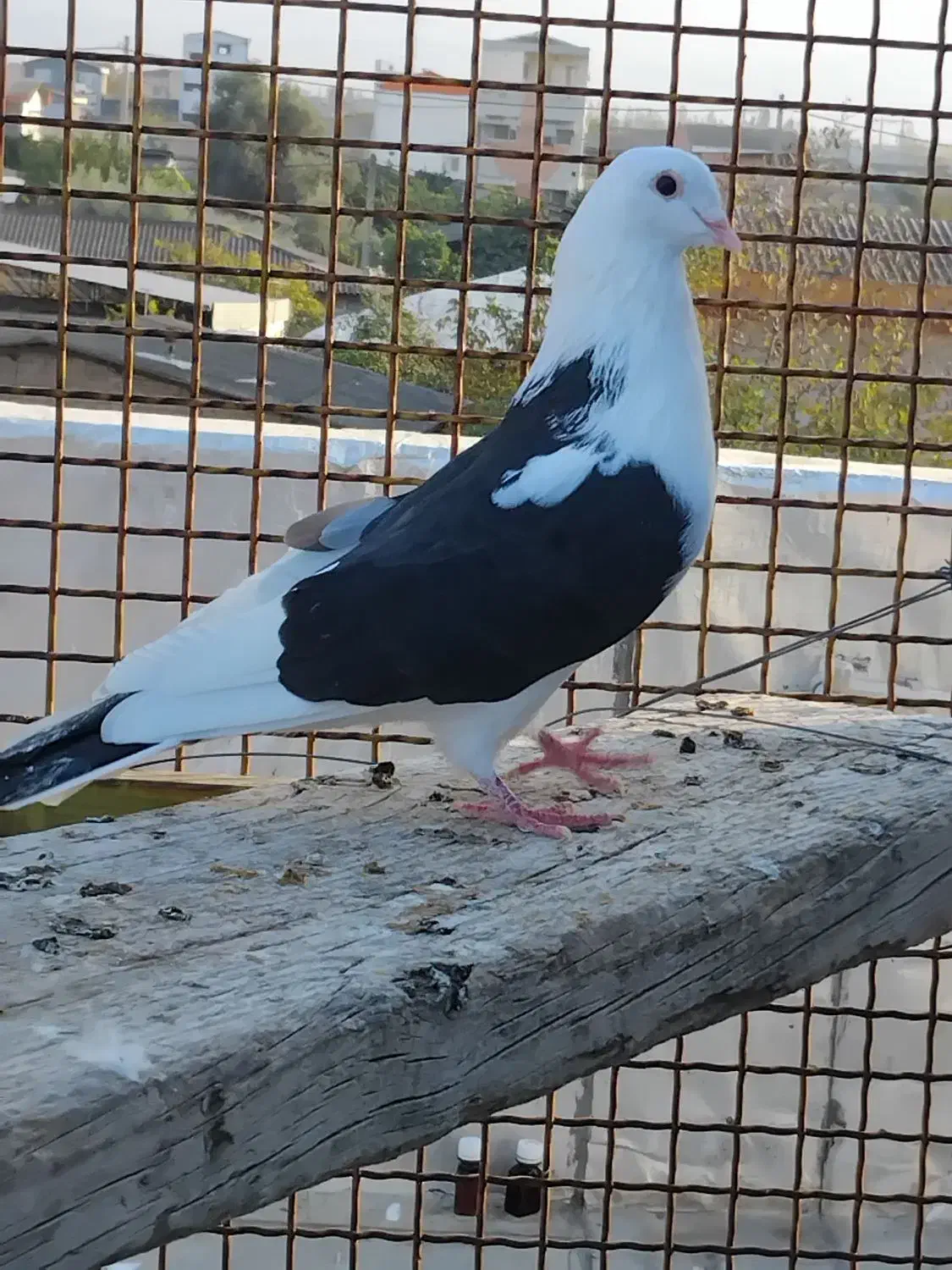 کبوتر پرشی درجه یک|پرنده|مزرعه کتول, |دیوار