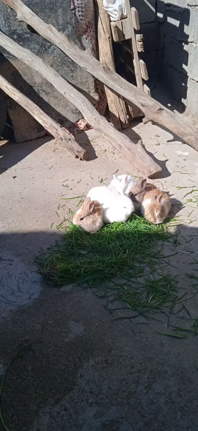 خرگوش|موش و خرگوش|اندیمشک, |دیوار