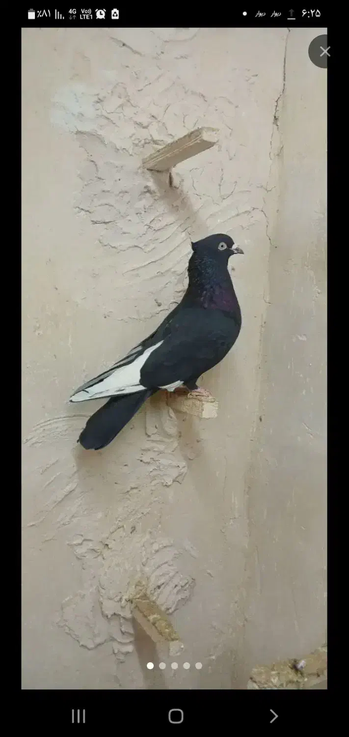 سینه مشهدی|حیوانات|مشهد, امیر المومنین|دیوار