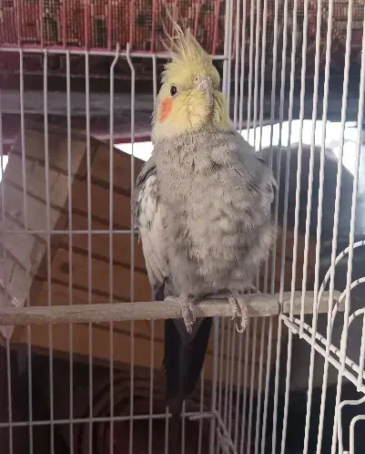 عروس هلندی اهلی|پرنده|اهر, |دیوار