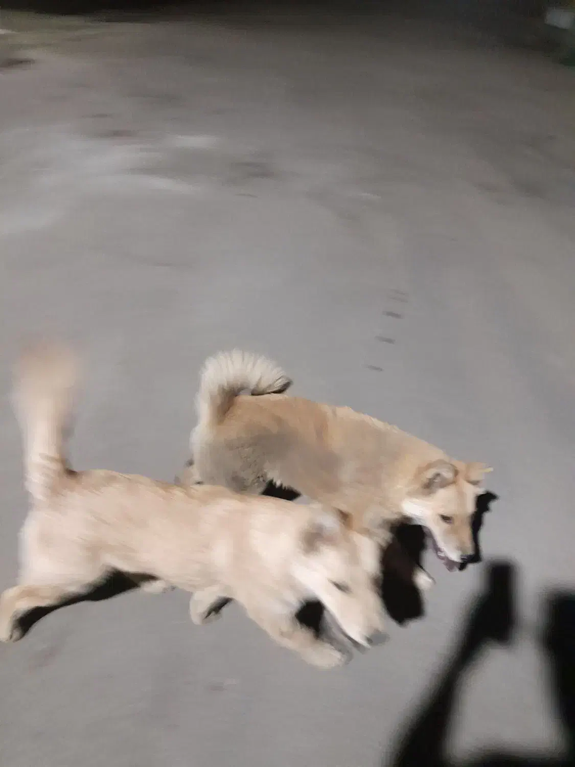 سگ گمشده نر|حیوانات|باقرشهر, |دیوار