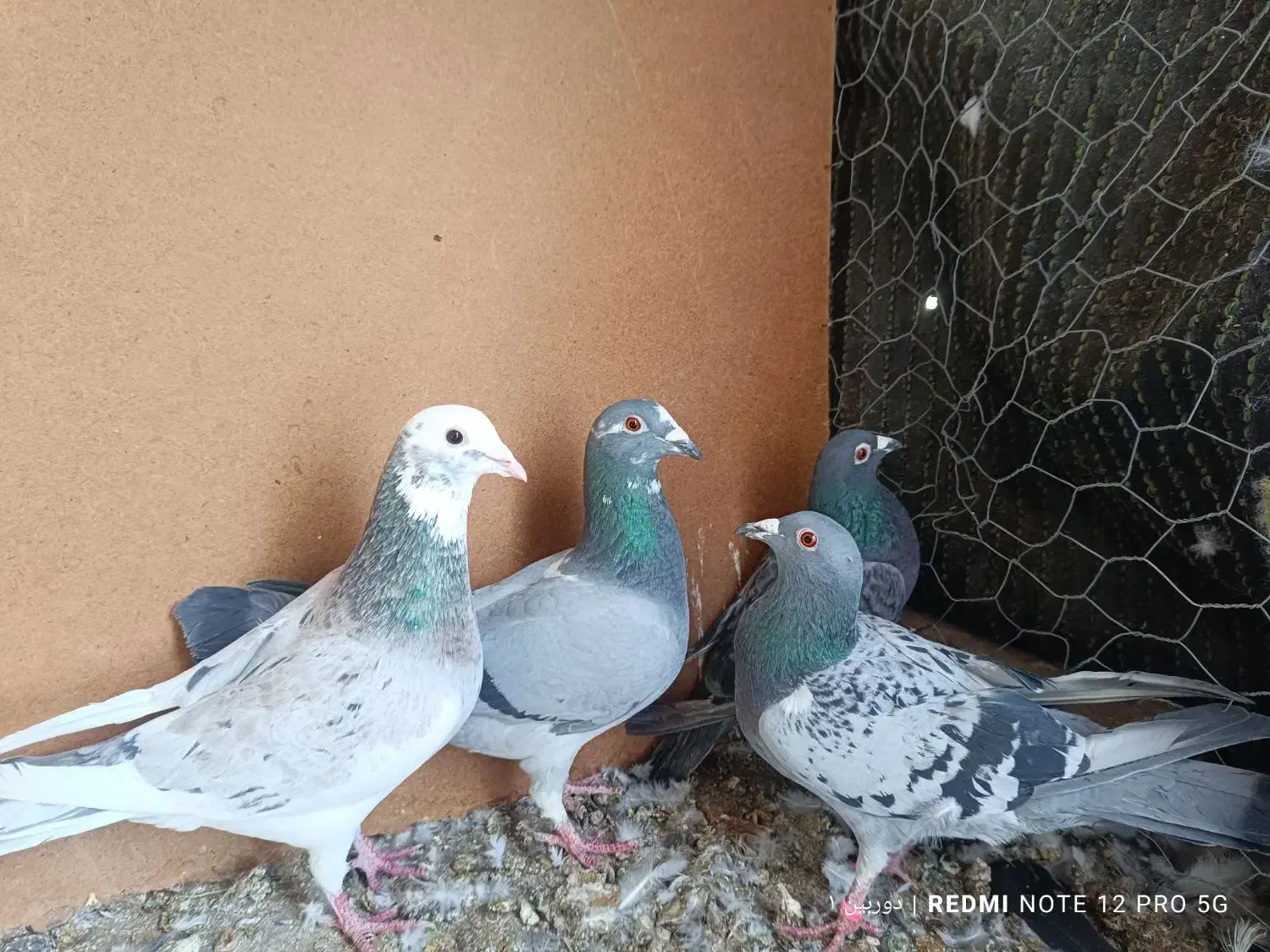 کفتر کبوتر پلاکی. سرور|پرنده|مبارکه, |دیوار