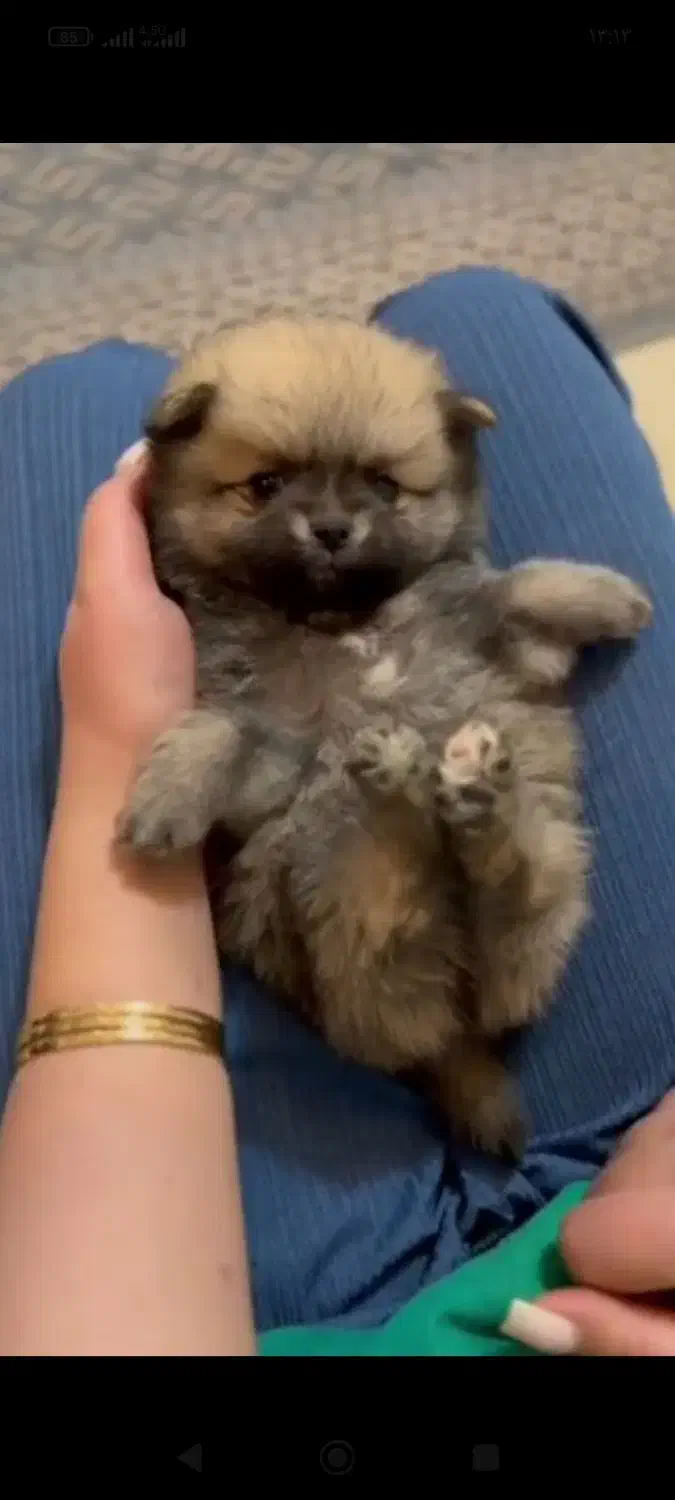 پامر خرسی عروسکی|سگ|رشت, دیانتی|دیوار