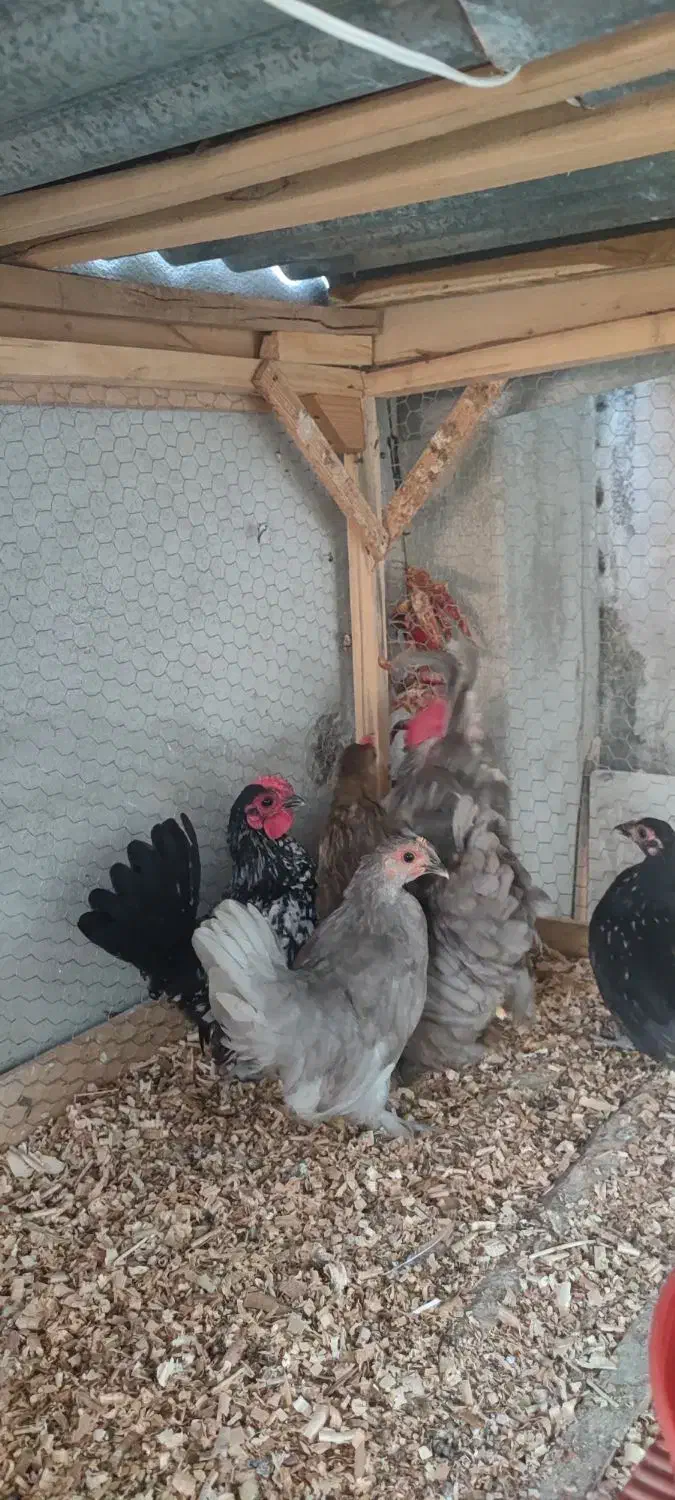 جاپنیز مرغ خروس جوجه|حیوانات مزرعه|گرگان, |دیوار