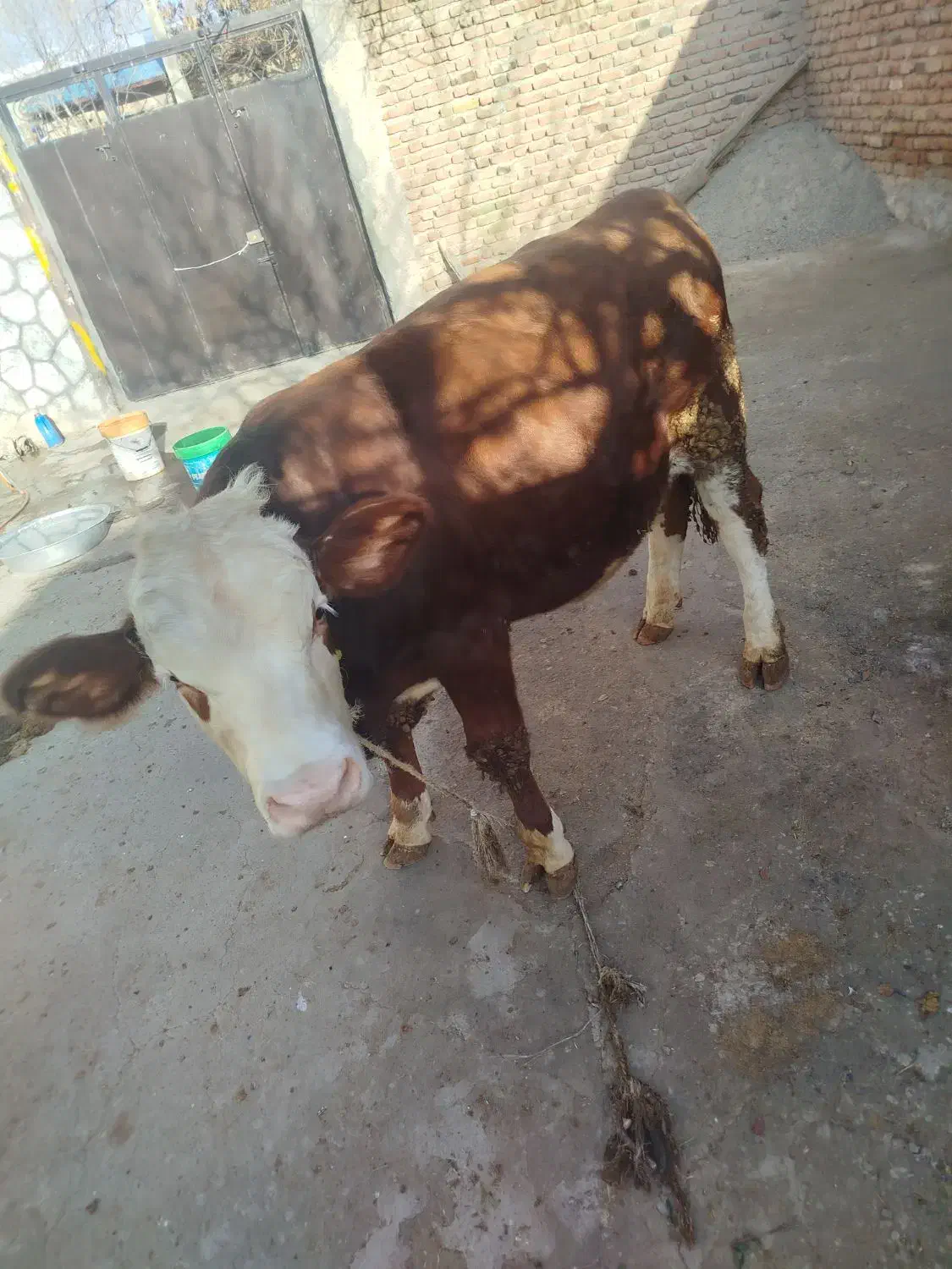 گاو نر|حیوانات مزرعه|نظر کهریزی, |دیوار