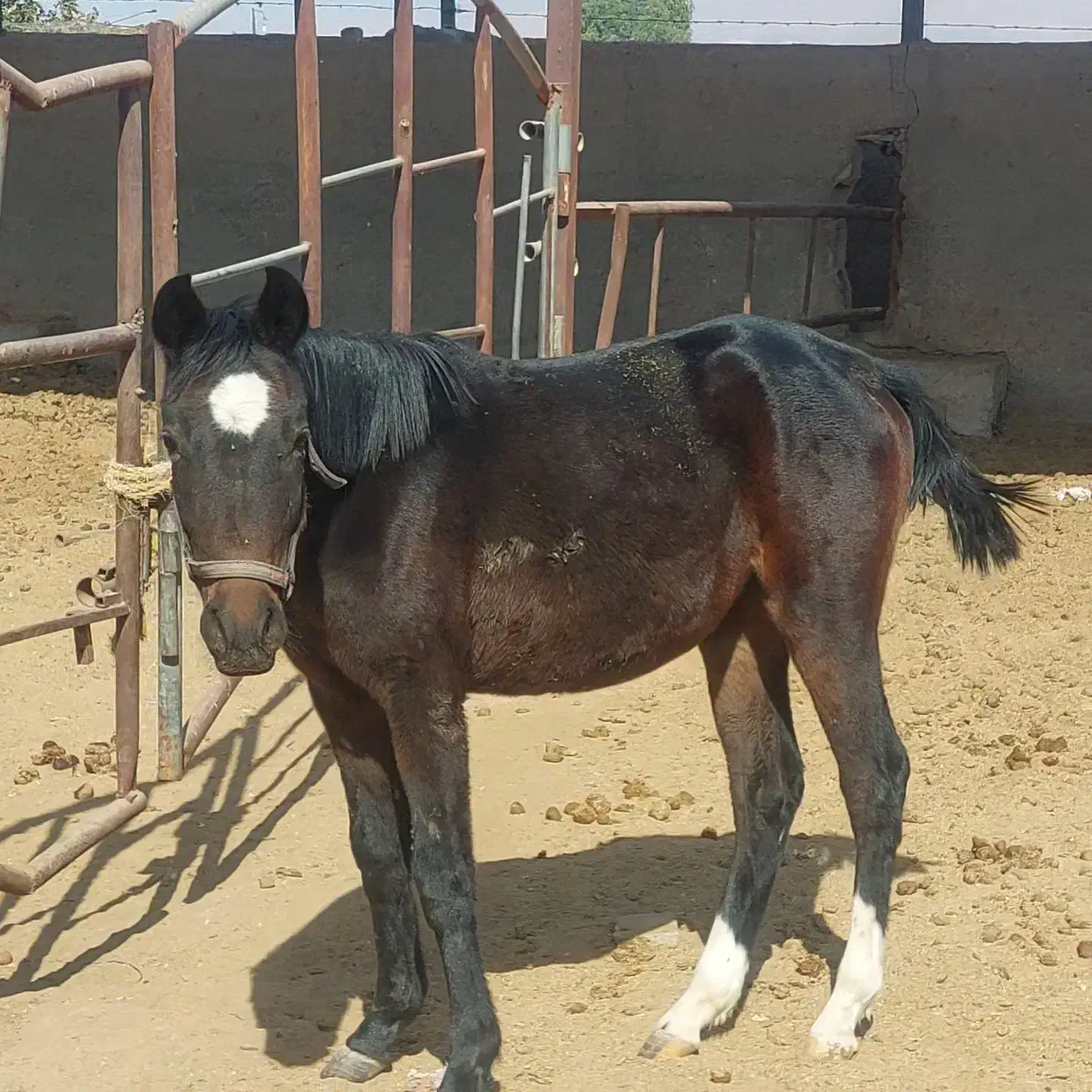 اسب مادیان|اسب و تجهیزات اسب‌سواری|کرمان, |دیوار