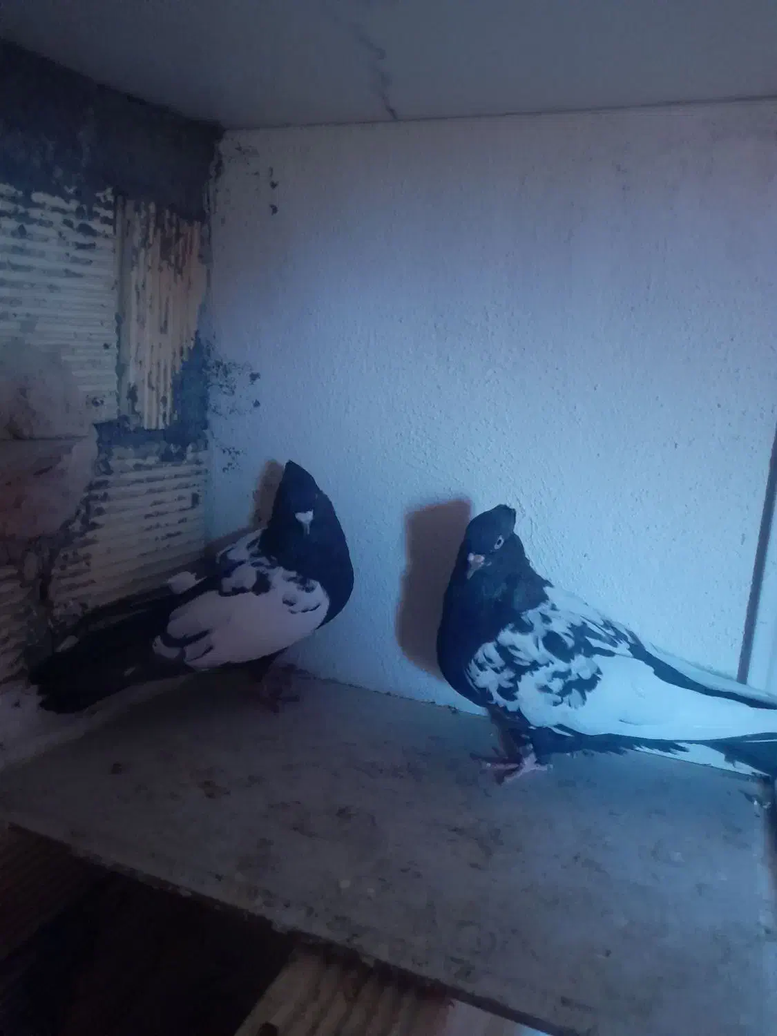 کفتر سینه ای|پرنده|نجفآباد, مزرعه طالب|دیوار