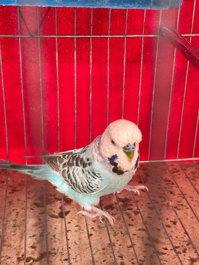 دوعدد مرغ عشق انگلیسی|پرنده|چهاردانگه (تهران), |دیوار