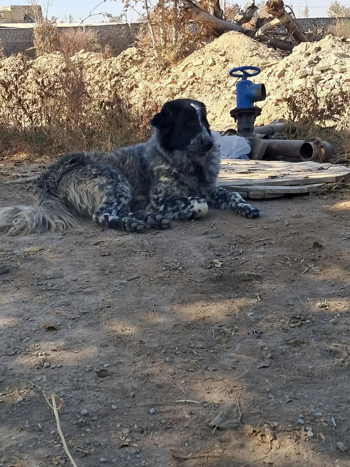 سگ‌گله‌قدرجونی|سگ|قهدریجان, |دیوار