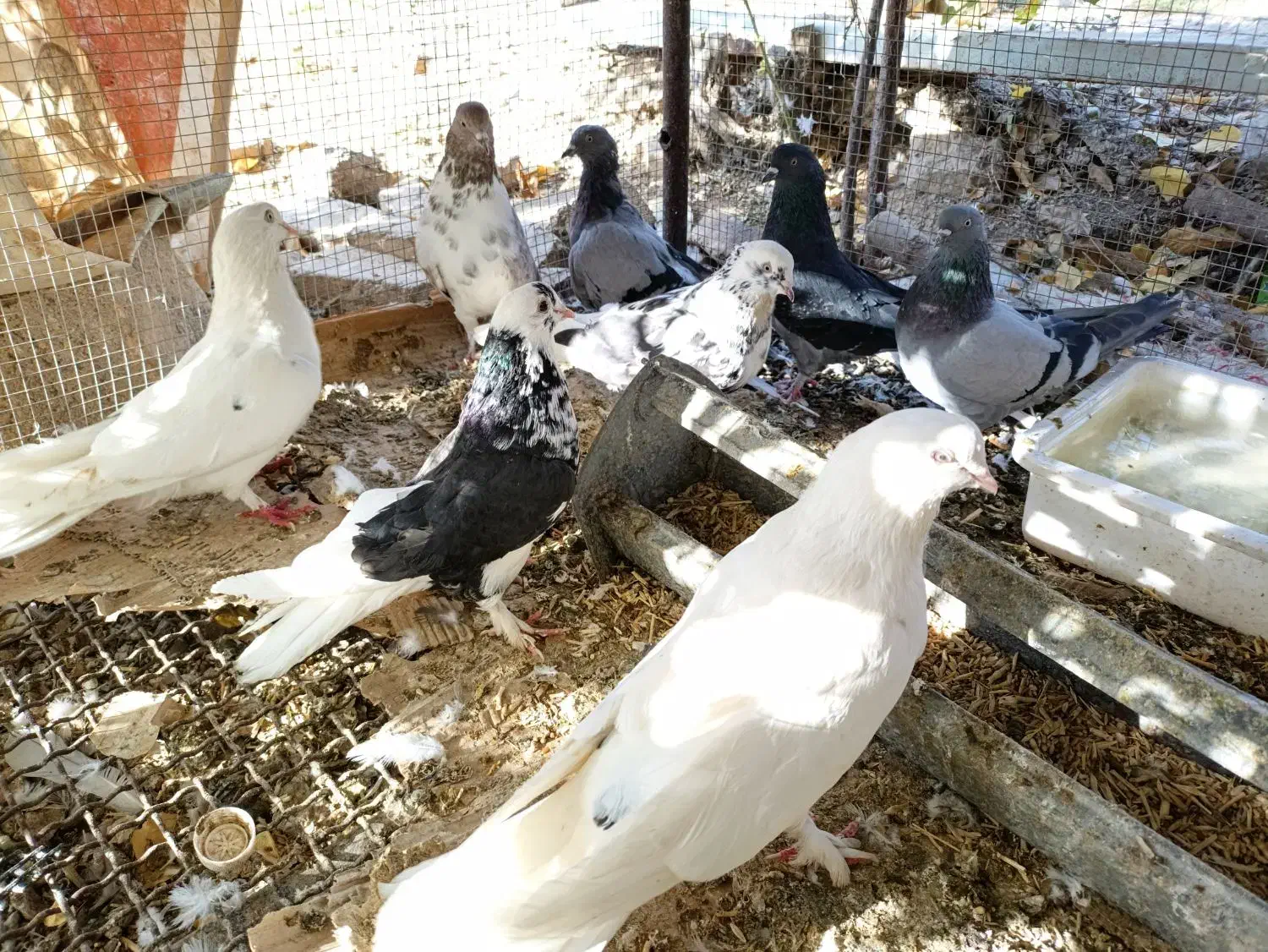 کفتر پلاکی و پر و فیت|پرنده|شهرکرد, |دیوار