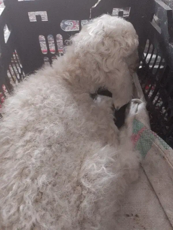 کود گوسفندی.|حیوانات مزرعه|قهستان, |دیوار