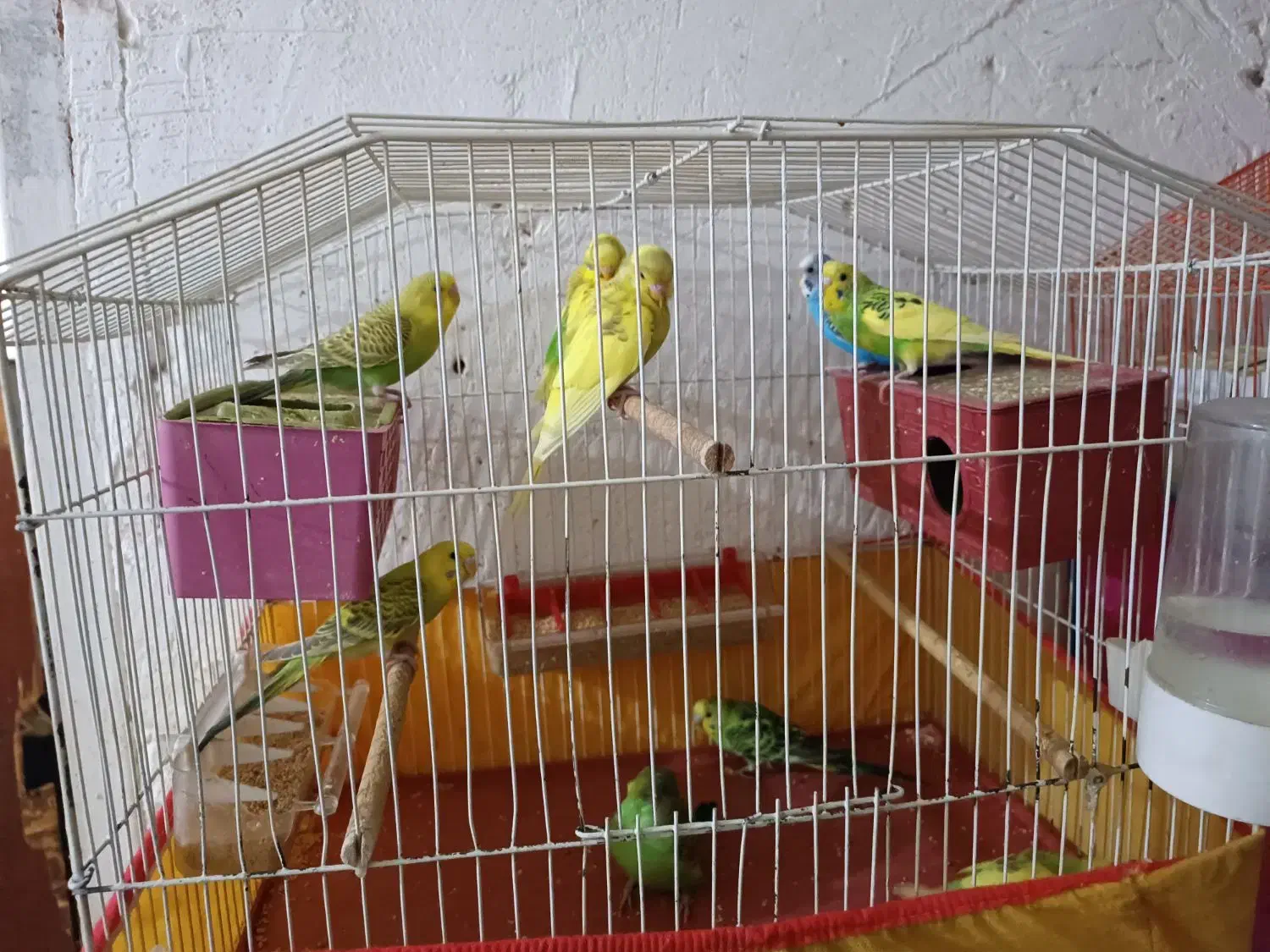 فروش انواع مرغ عشق|پرنده|بندر کنگان, |دیوار