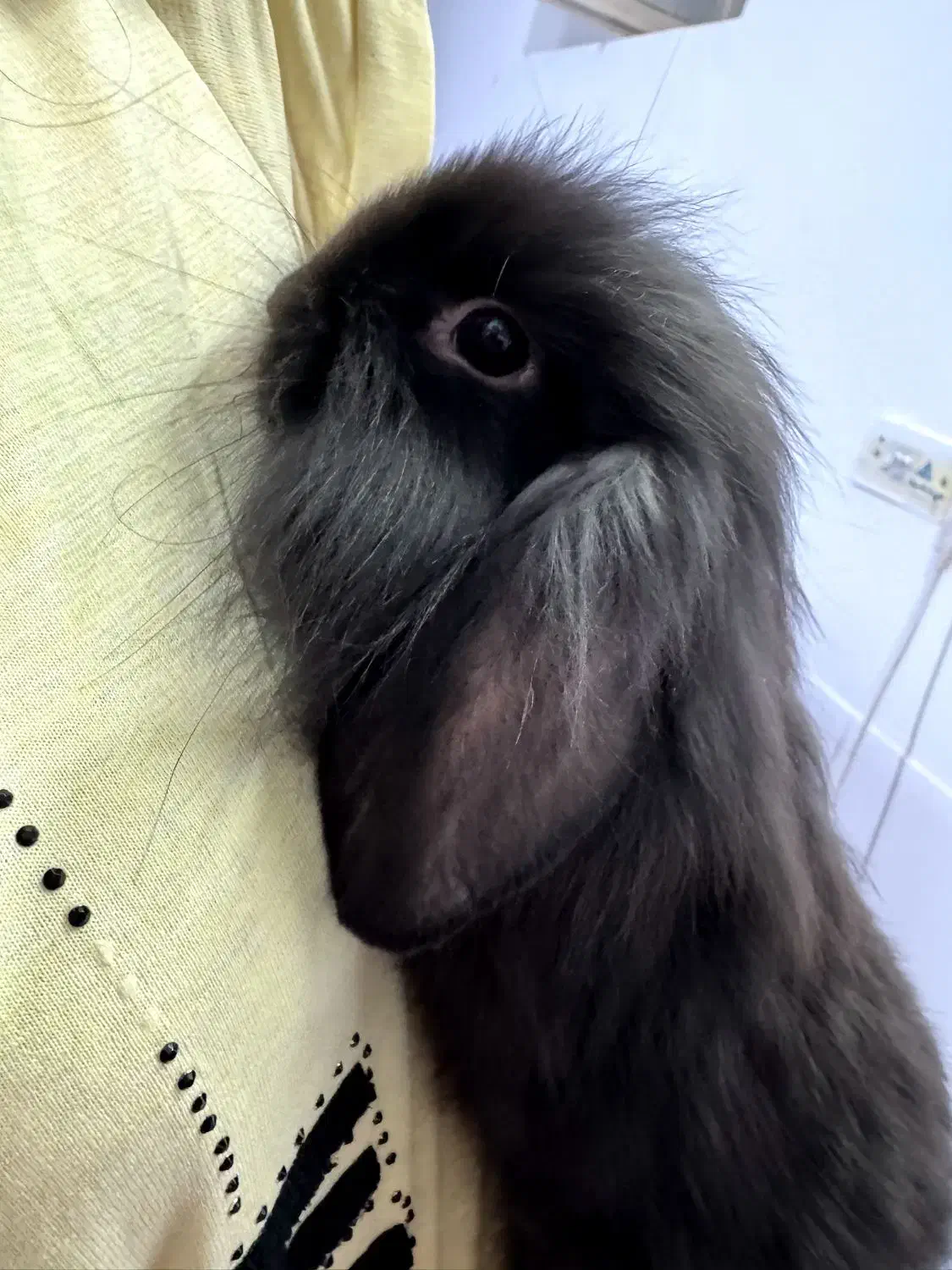 خرگوش لوپ بازی گوش|موش و خرگوش|زرند, |دیوار