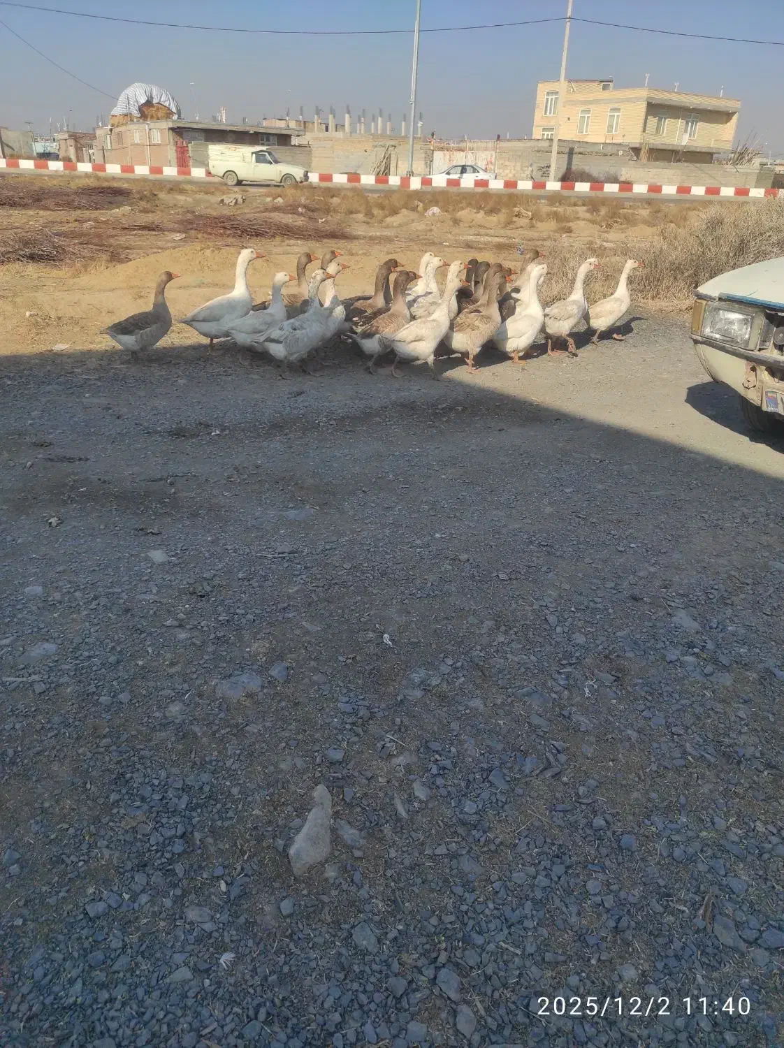 گاز محلی 20عدد|حیوانات مزرعه|چهاربرج, |دیوار