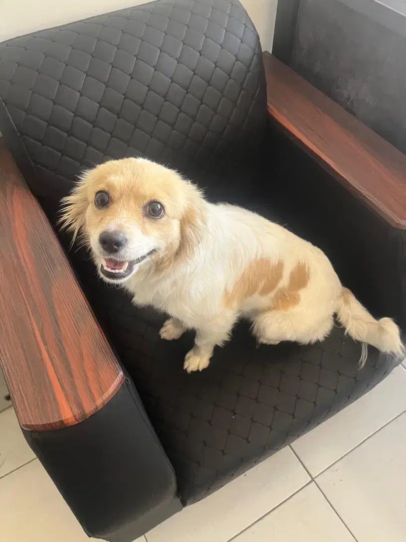 پیدا شده|حیوانات|اصفهان, خانه اصفهان|دیوار