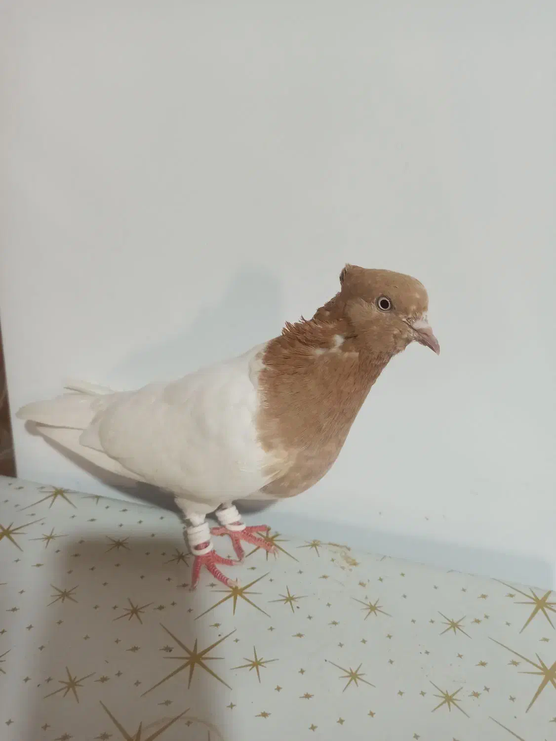 کبوتر|پرنده|امیدیه, |دیوار