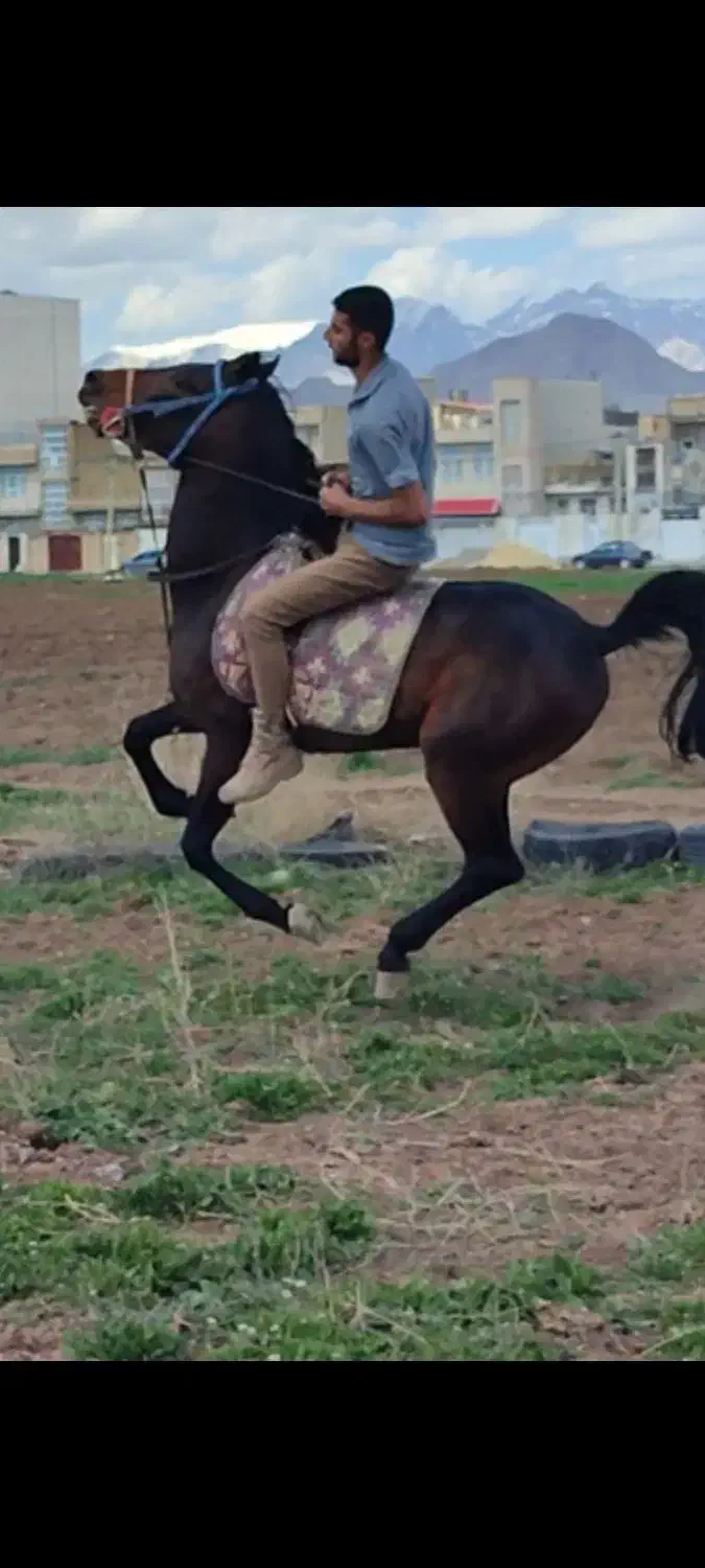 سیلمی کورد|اسب و تجهیزات اسب‌سواری|کرمانشاه, |دیوار