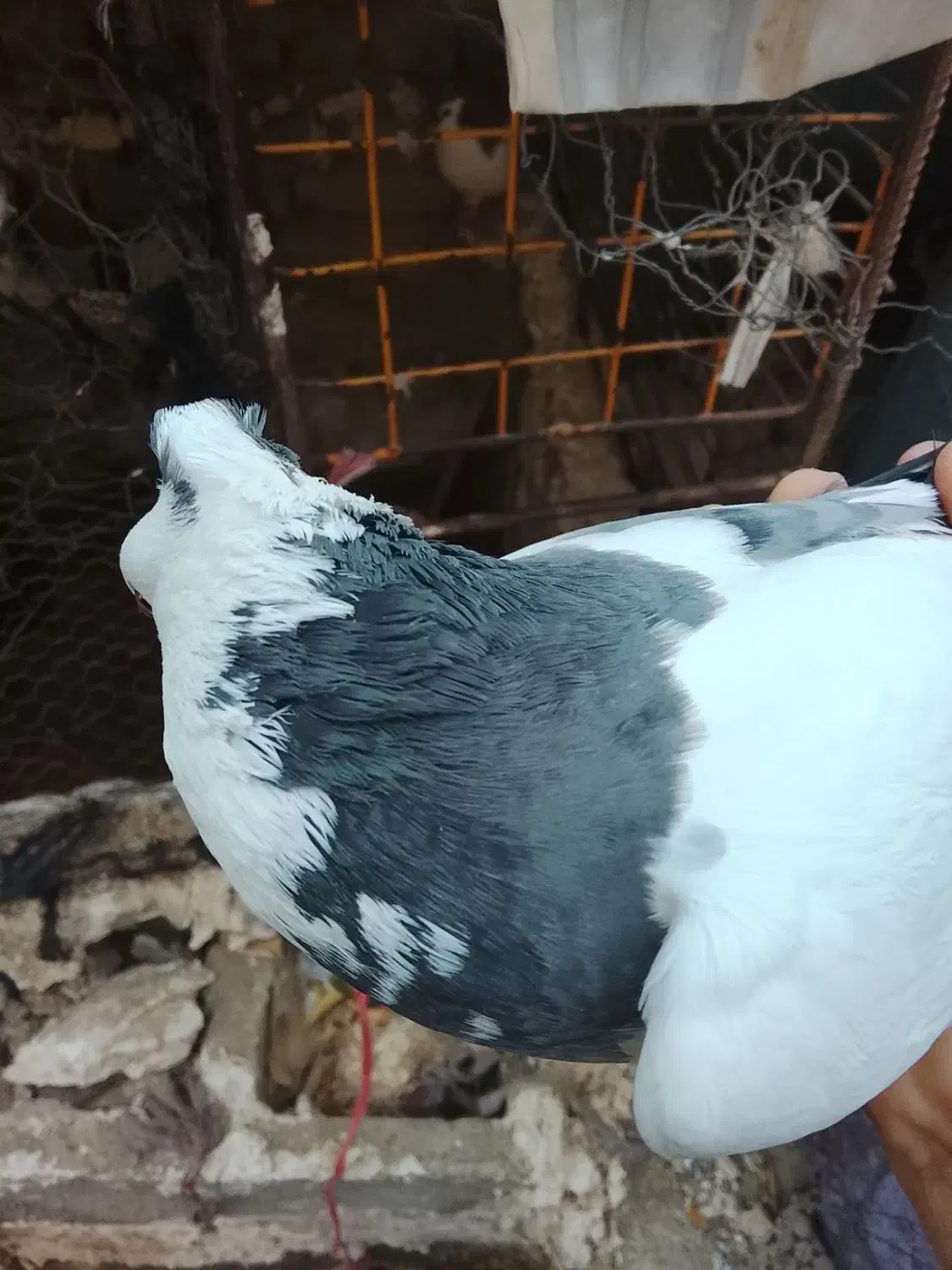 کبوتر طوقی|پرنده|سراوان, |دیوار