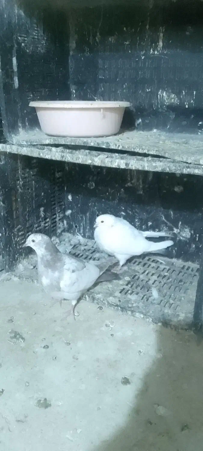 سلام ۳جفت کبوتر به فروش میرسد|پرنده|شاهرود, |دیوار