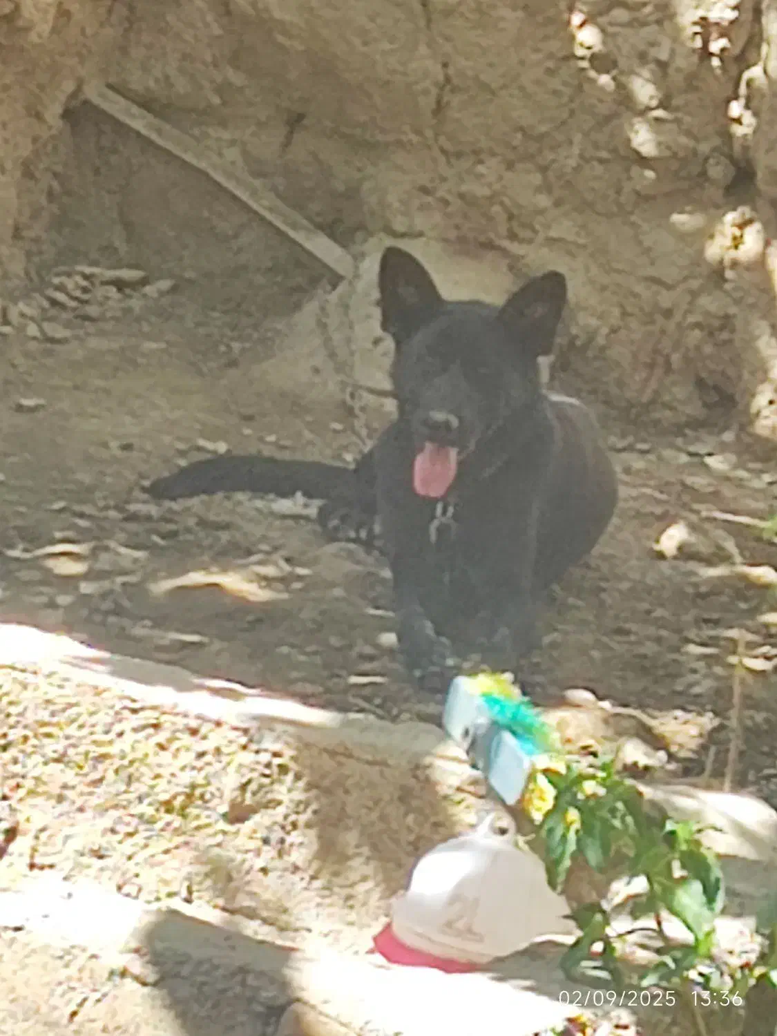 واگذاریژرمن بلک ماده|سگ|کرمان, |دیوار