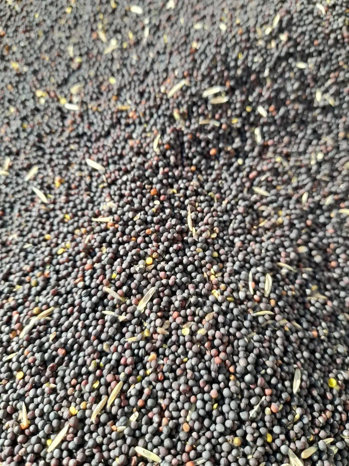 فروش بذر کولزا رقم هیولا|خدمات باغبانی و درختکاری|پارسآباد, |دیوار