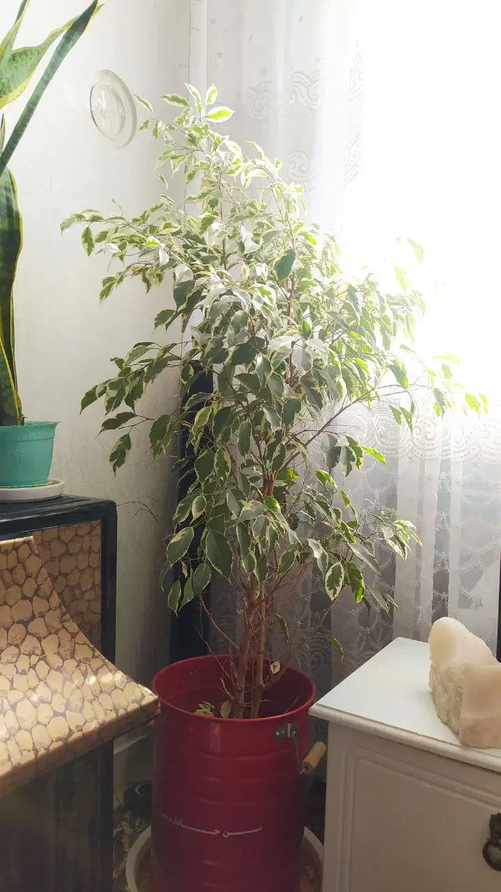 گل بنجامین|گل و گیاه طبیعی|اسلامشهر, مظفریه|دیوار