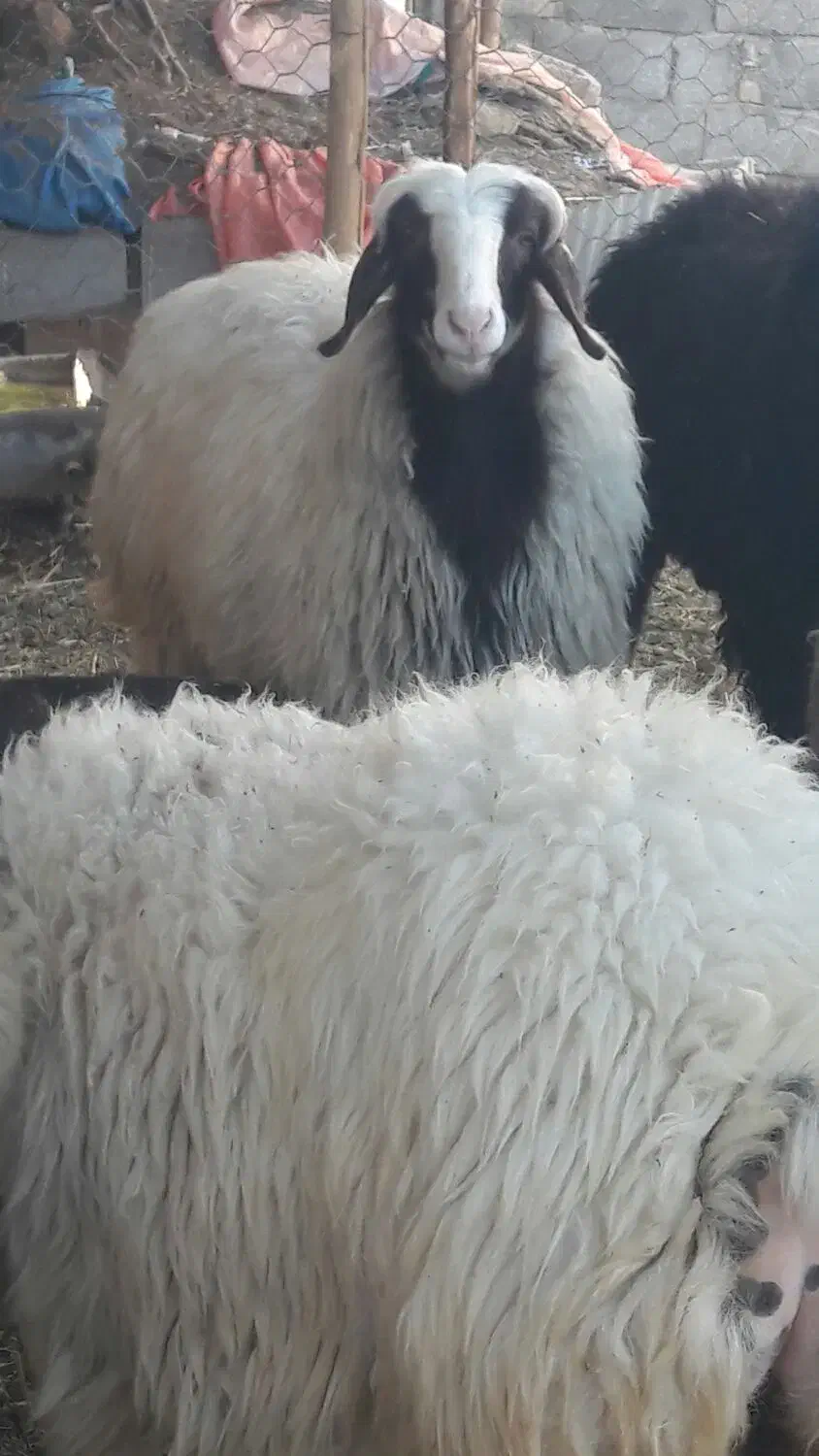 فروش بره ماده چاق در کفترک|حیوانات مزرعه|شیراز, کفترک|دیوار