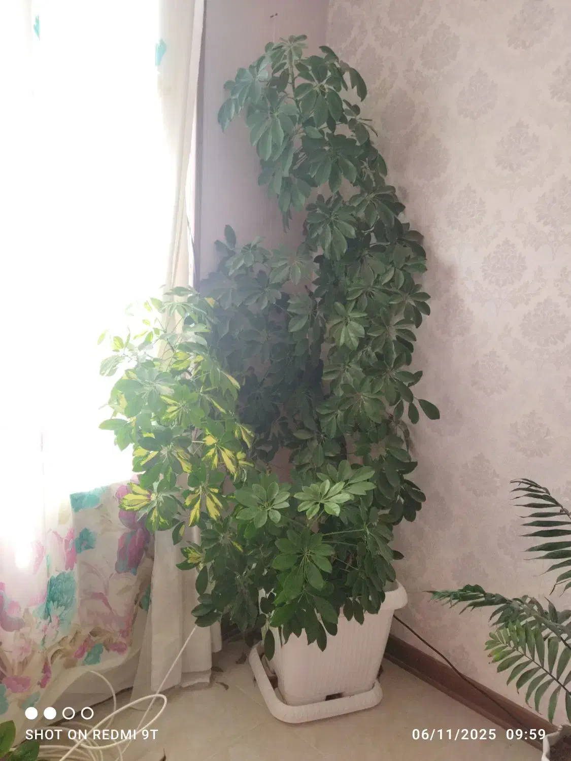 گل‌های آپارتمانی زیبا و شاداب|گل و گیاه طبیعی|صدرا-فارس, فاز ۱|دیوار