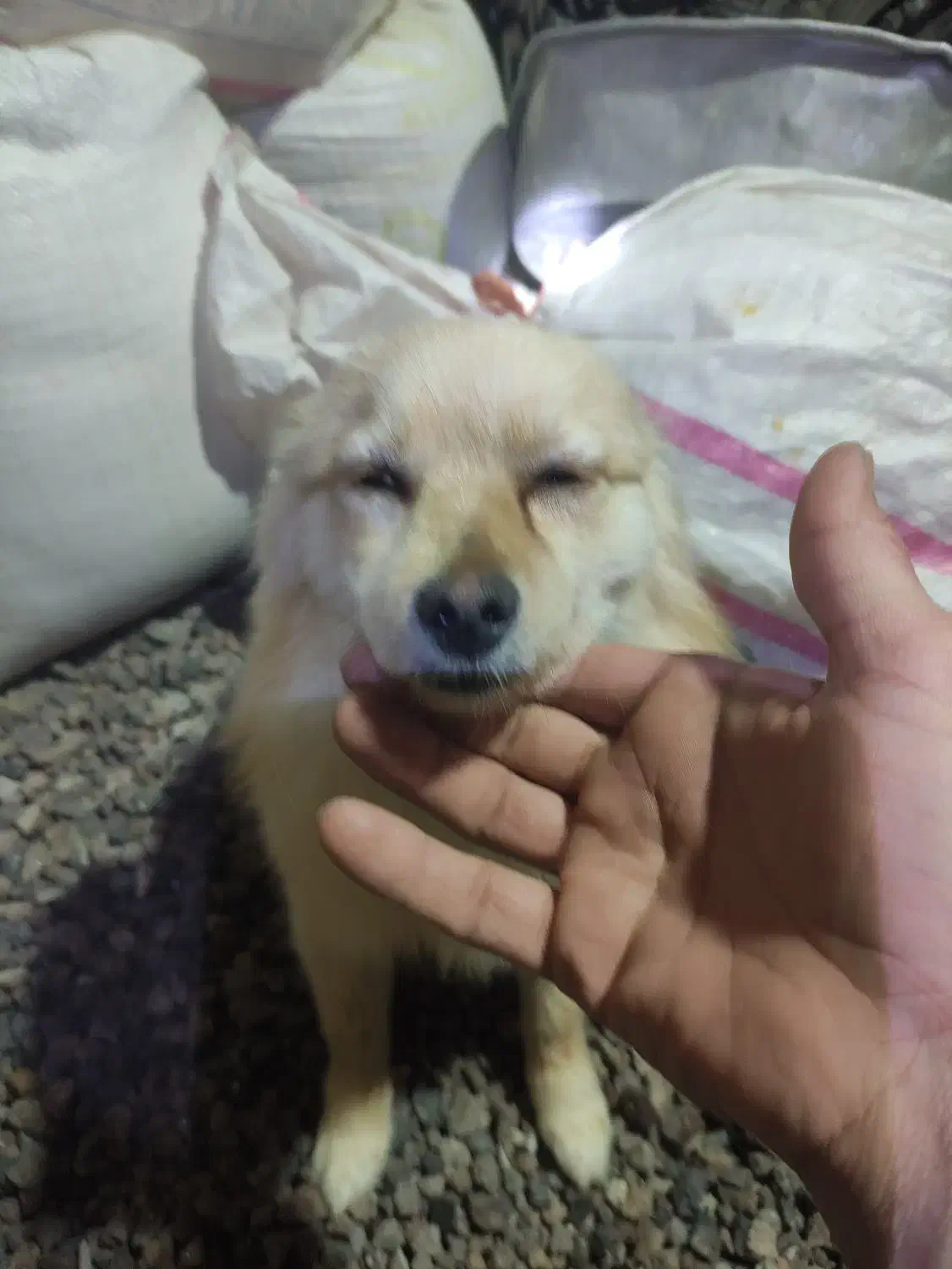 پامر روباهی حدوداً یکساله|سگ|اسدآباد, |دیوار