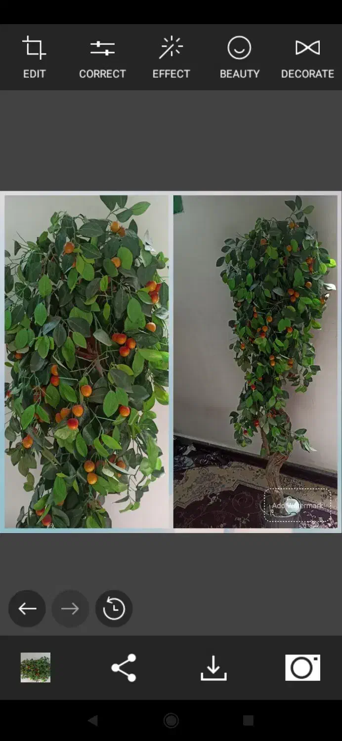 درختچه ۸۵۰ تومن|گل مصنوعی|دزفول, |دیوار