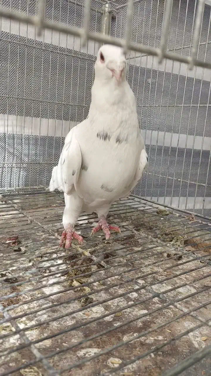 کبوتر زینتی تزئینی قره سوری سفید|پرنده|اصفهان, سرشبادران|دیوار