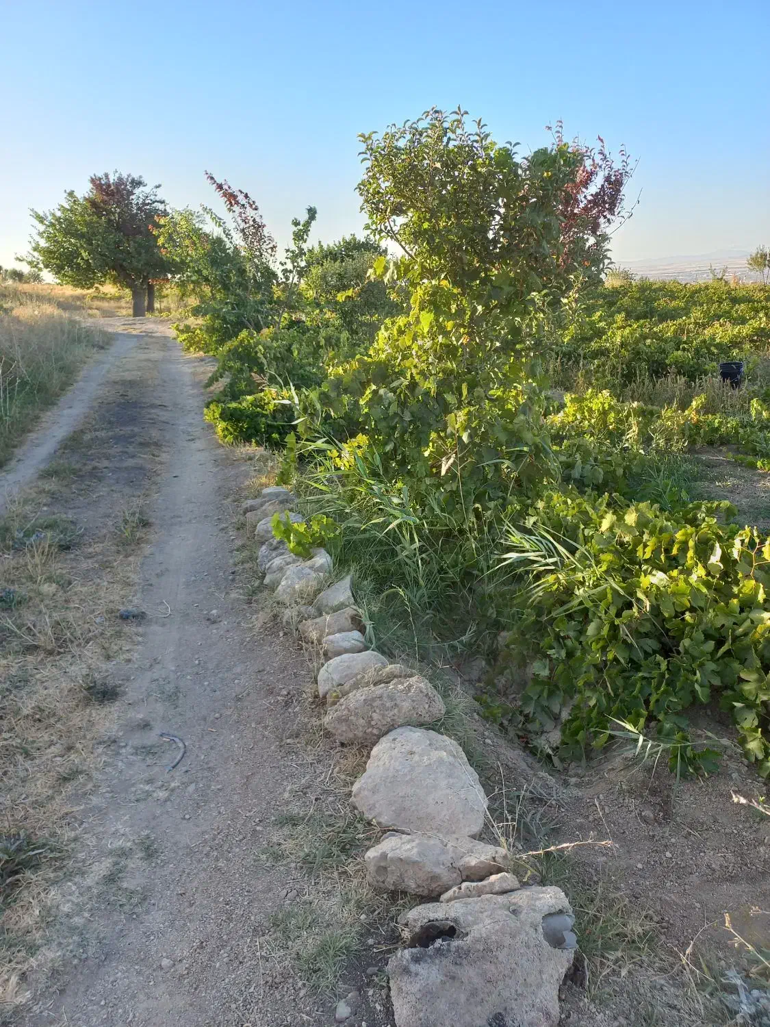 باغ انگور در روستای اژدهاتو|فروش دفتر صنعتی، کشاورزی، تجاری|زنجان, |دیوار