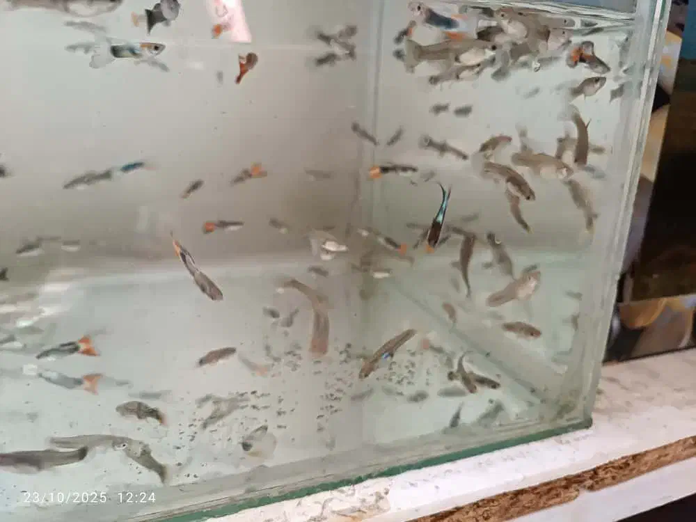 ماهی گوپی|ماهی|اهواز, کوی صادقیه|دیوار